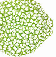 tUILES VERDE